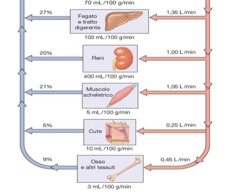 organo (arteriole) determina la quantità di flusso che irrora l organo stesso.