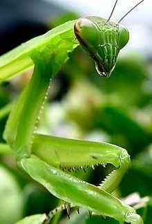 LA MANTIDE RELIGIOSA ( MANTIS RELIGIOSA) La mantide religiosa (mantis religiosa), denominata anche mantide L europea, è una delle specie più comuni dell'ordine Mantodea.