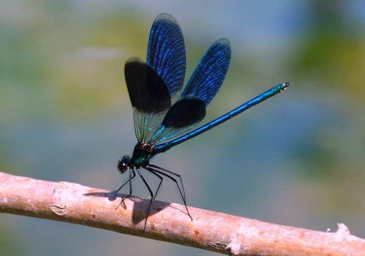 VOLO ED ALI Gli insetti sono stati tra i primi a sviluppare la capacità di