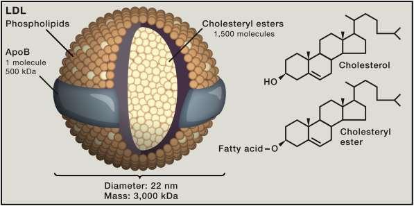 Figure 1 LDL: a Cholesterol Carrier LDL is a spherical particle with a diameter of 220 nm and a mass of 3,000 kda. Each particle contains 1. oily core with 1,500 molecules of cholesteryl ester 2.