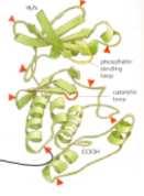 CITOCHINE Sono molecole proteiche che mediante il legame a recettori di membrana o citoplasmatici modulano : crescita, differenziamento e morte delle cellule bersaglio FATTORI SOLUBILI CHEMOCHINE