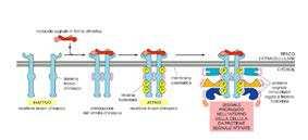 I GF sono molecole segnale che agiscono legandosi ai recettori di membrana delle cellule target attivando la