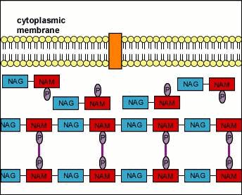 Meccanismo d azione dei beta-lattamici Bersaglio molecolare: Transpeptidasi,