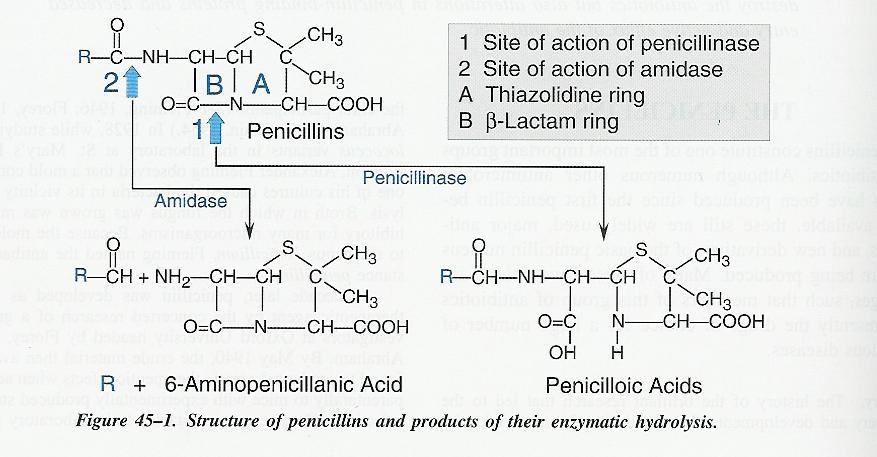 Acido 6-amino 2,2-dimetil PENAM 3-carbossilico (3S5R6R) - il gr.