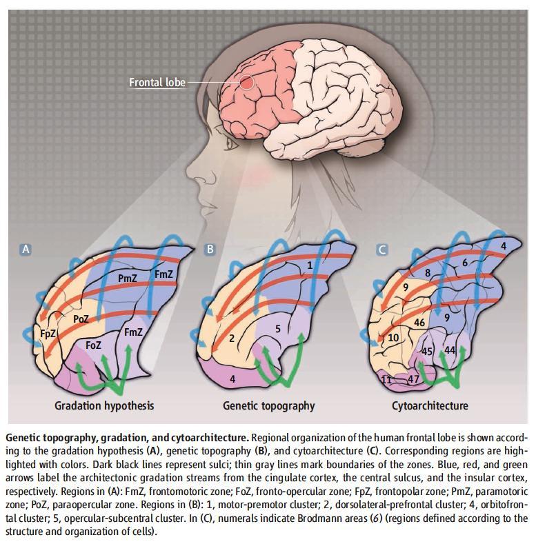 Atlante della corteccia cerebrale nell uomo basato solo su correlazioni genetiche e non su informazioni a priori di tipo strutturale o funzionale Espressione dei geni nella
