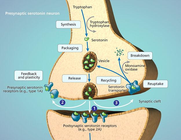 SLC6A4 (solute carrier family 6 (neurotransmitter transporter), member 4) Trasportatore della