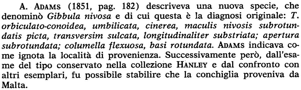 A. ADAMS (1851, pago 182) descriveva una nuova specie, che denominò Gibbula nivosa e di cui questa è la diagnosi originale: T.