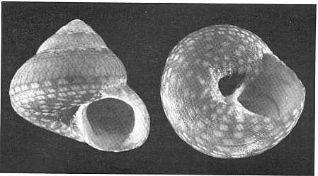 Fig. 1 - Gibbula nivosa: forma limite A, ingr.
