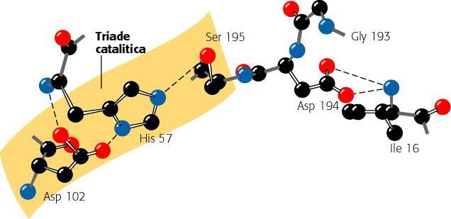 GLI AMMINOACIDI DEL SITO CATALITICO Nucleofilo: Ser 195 Quarto residuo (Gly) importante