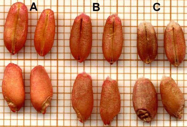 Grano tenero o