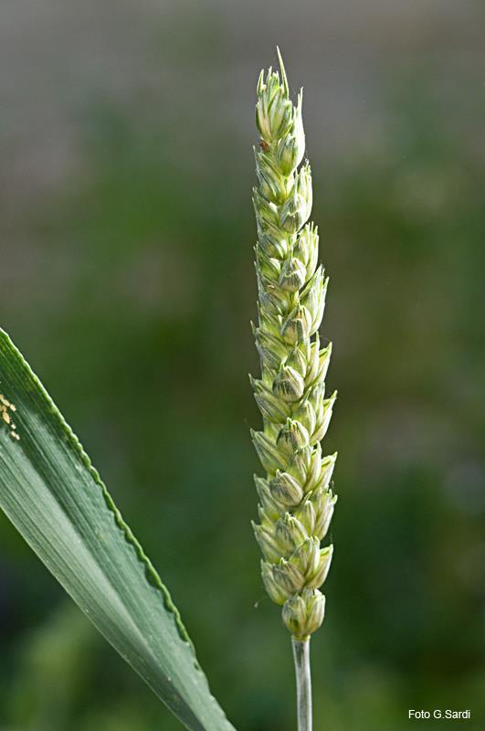 Grano