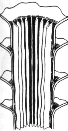 ortocoanitici corti e cilindrici