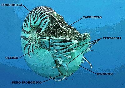 o Simmetria bilaterale. o Capo ben separato dal resto del corpo. o Dimensioni che variano da 1 cm (es: ammoniti micromorfiche) a 20 m (es: calamaro gigante).