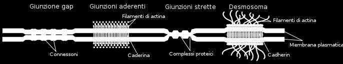 Due classi di contatti adesivi tra le cellule: Giunzioni Cellulari Prima classe composta da strutture non organizzate distribuite sulla superficie cellulare: Le calcio-indipendenti fanno uso sia di