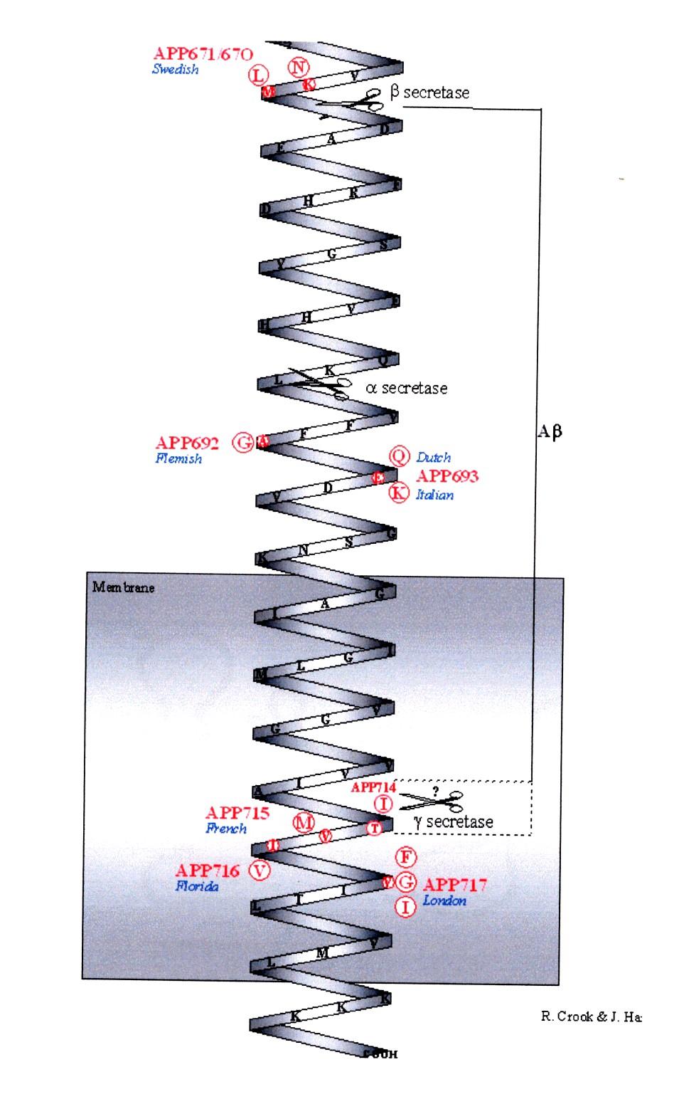 Amyloid Precursor protein (APP) - è una proteina integrale di membrana di 697-770 aminoacidi ubiquitaria sapp - è codificata da un gene localizzato sul cromosoma 21 - lo splycing alternativo del gene