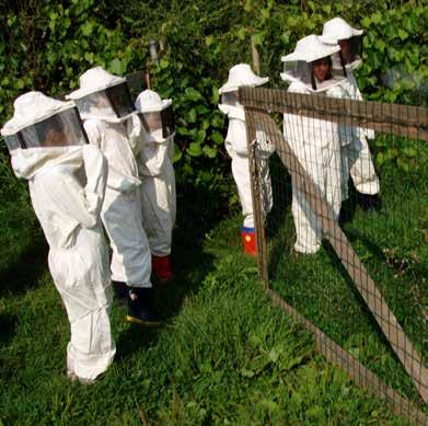 A scuola con l ape Maia * I destinatari del progetto sono gli alunni della scuola primaria.