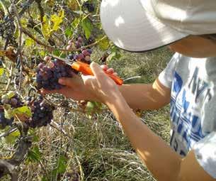 Il laboratorio prevede sia un momento di raccolta dell uva nella vigna, sia la trasformazione, che l assaggio del prodotto ottenuto, il mosto.