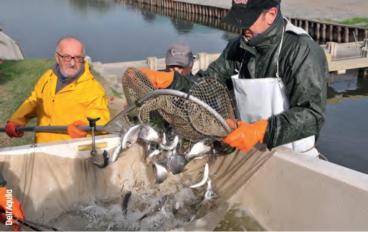 Le norme in Emilia-Romagna per ottenere il marchio QC per il prodotto ittico di valle: requisiti Metodi di pesca La pesca degli animali deve essere effettuata, minimizzando gli scarti e senza