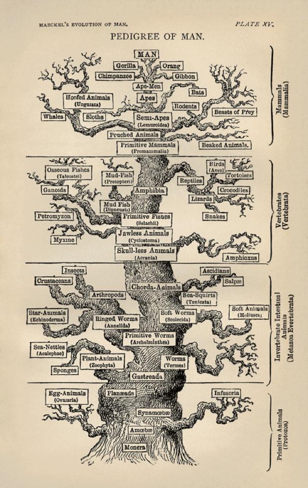 L'albero della vita è la "mappa" degli abitanti della Terra differenziati per specie e tipologia di organismo.