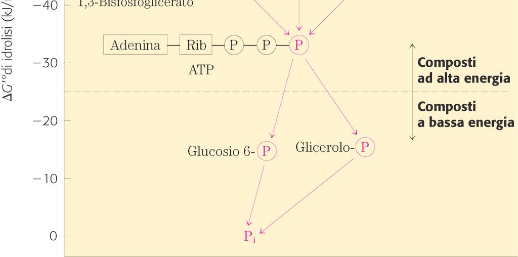 RICHIESTA per sintetizzare ATP da ADP e Pi L energia liberata sia dall idrolisi del PEP che