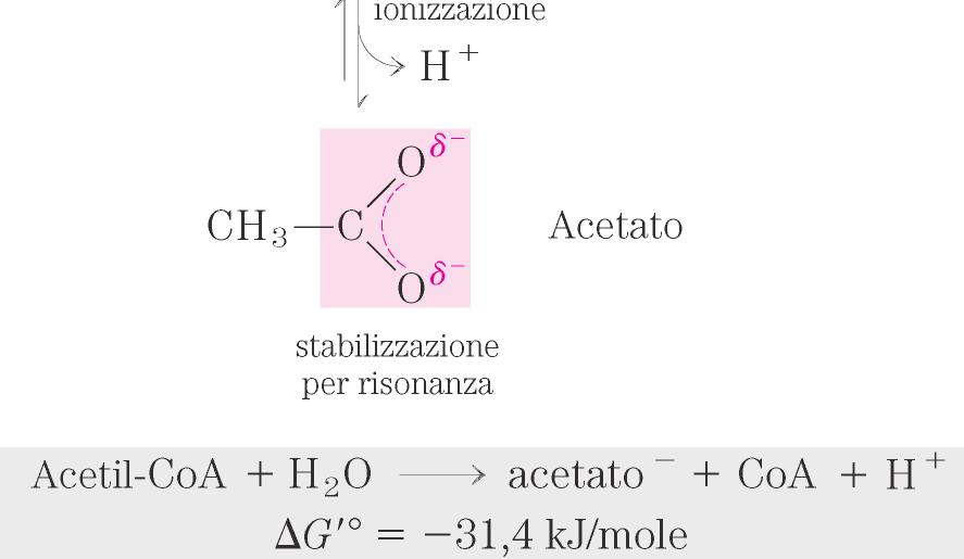 I prodotti dell idrolisi dei tioesteri (acidi carbossilici) sono stabilizzati