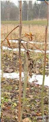 pomoidee Rosacee tra cui Crataegus (biancospino); Sorbus;