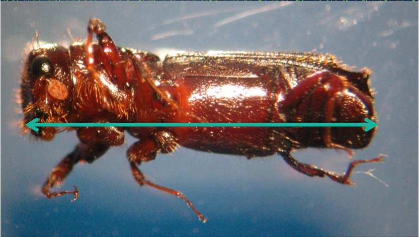 maschio marrone scuro 6-8 mm femmina con riflessi rossastri Origini: Sudamerica Dove è stato segnalato: Italia