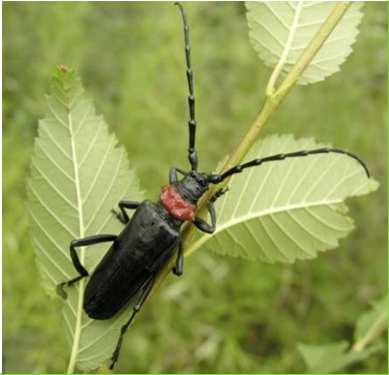 Posizione tassonomica: Insetti Coleoptera Fam.