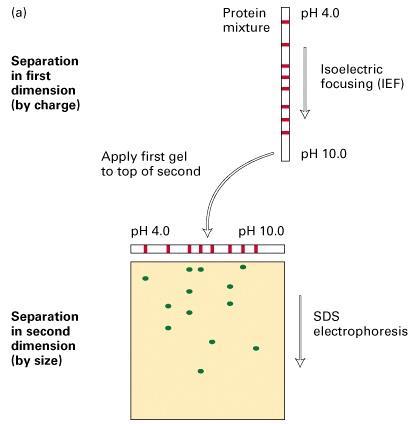 ELETTROFORESI BIDIMENSIONALE o 2D