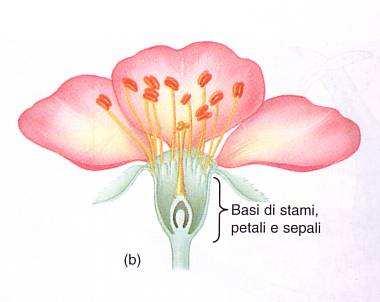 In base alla conformazione del ricettacolo ( piano, convesso, concavo), e alle modalità di inserzione degli elementi fiorali