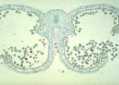 La microspora germina Il microgametofito