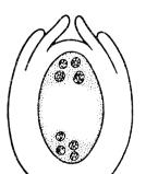 Formazione del macrogametofito ( sacco