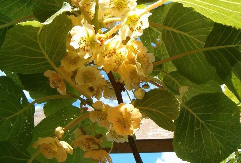 Piante allogame (impollinazione incrociata) Il polline prodotto dai fiori di una