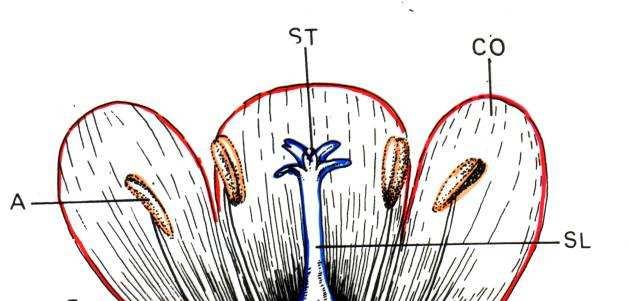 Struttura del fiore antera + filamento stame stimma corolla ovario