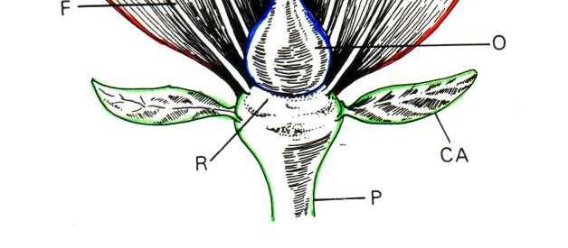 (petali) e calice (sepali) costituiscono il perianzio ricettacolo