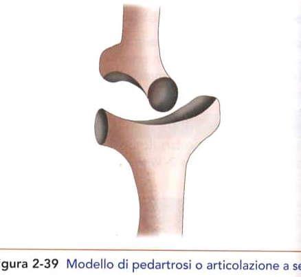 (sterno -clavicolare e