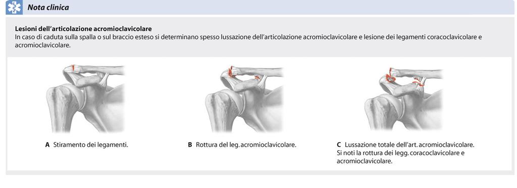 Lesioni e Lussazione dell