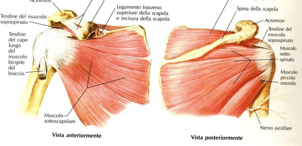 Cuffia dei Rotatori: coattano