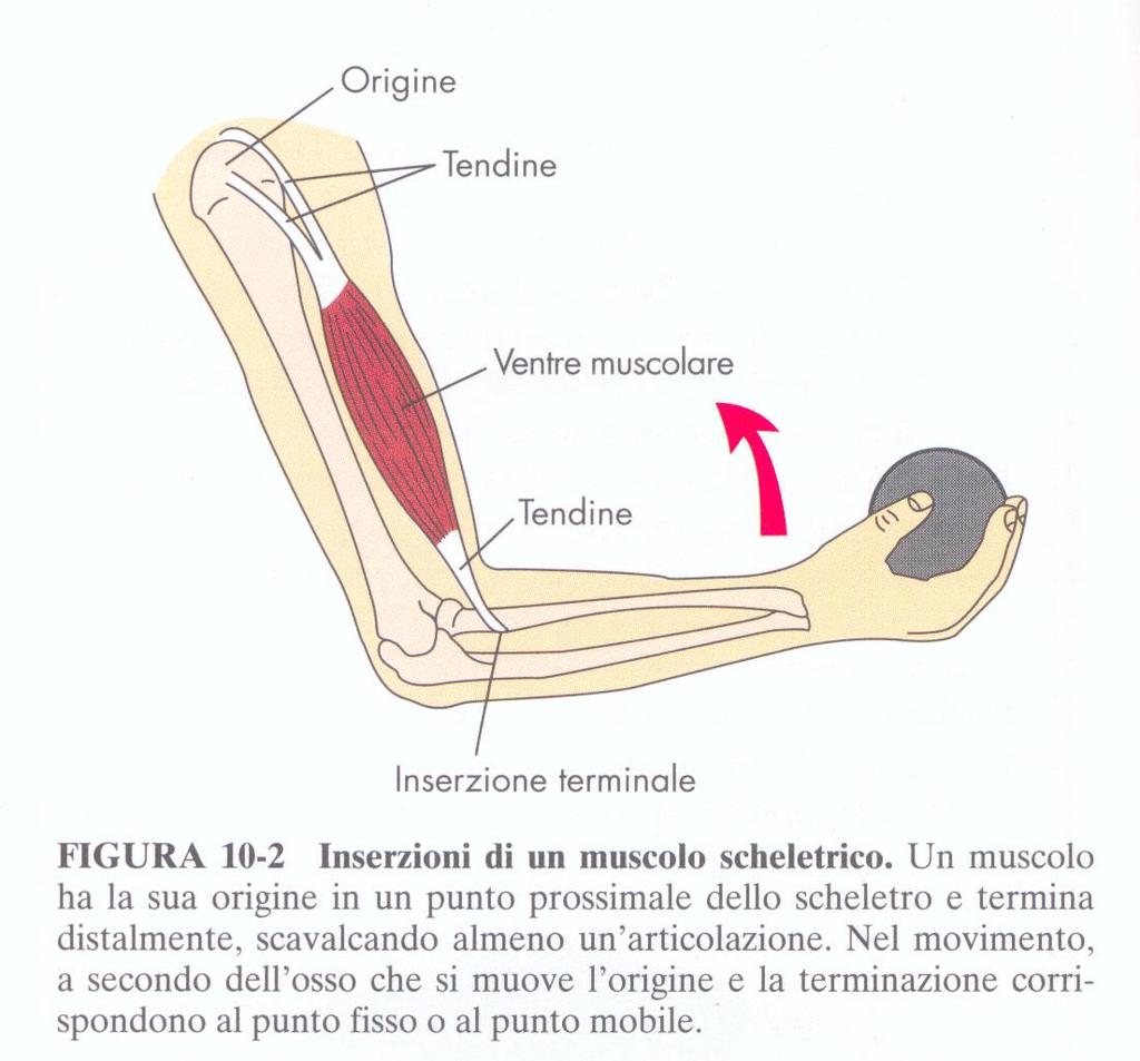 Come si collegano i MUSCOLI alle OSSA - Tramite tendini o aponevrosi - Punti di connessione con osso detti : ORIGINE ed INSERZIONE
