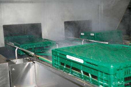 Perche possiamo utilizzare le RTI nella carne 100% casse lavate e sanificate dopo ogni utilizzo I Depositi e I processi sono certificati secondo le norme e disposizioni vigenti Iso9001 HACCP