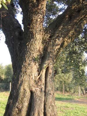 tutta la varietà e la di oliva producendo