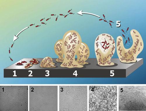 BIOFILM Aggregazione di cellule batteriche che aderiscono alle superfici Rappresenta una forma di