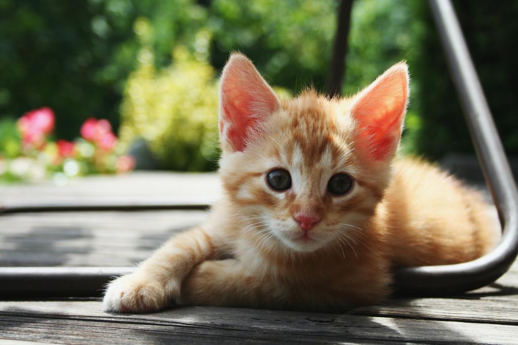 Quando i gattini nascono pesano tra i 70 e i 150 grammi: i maschi sono più pesanti delle femmine, le razze di taglia grande partoriscono cuccioli più pesanti e dove le cucciolate sono più numerose, i