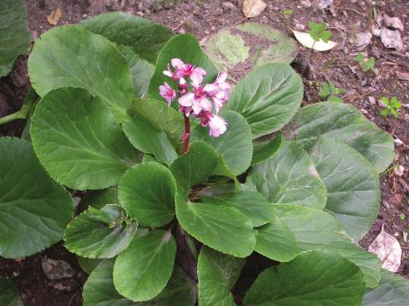 Foto 7 - Esemplare di Acokanthera oblongifolia.