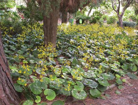 ) Lagerh. P scap S America Brugmansia sanguinea (Ruiz & Pav.) D. Don P scap America australe Cestrum aurantiacum Lindl. P caesp Guatemala Cestrum elegans Schltdl. P caesp Messico Cestrum nocturnum L.