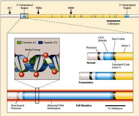 FMR1 polimorfismi Il gene e composto di 17 esoni ed e lungo 38 Kb.All interno del primo esone al 5 UTR e presente una serie di.