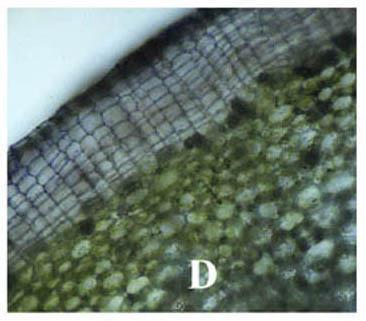 Sughero Tessuto tegumentale pluristratificato, con cellule regolarmente distribuite in file sovrapposte e privo