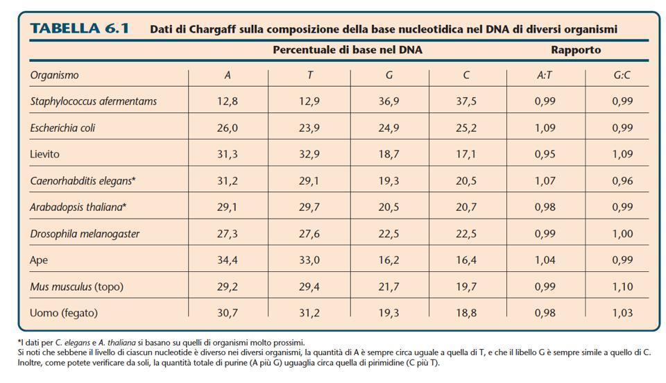 Erwin Chargaff informazioni sulla composizione nucleotidica del DNA che fornirono indicazioni fondamentali per la soluzione di questa questione.
