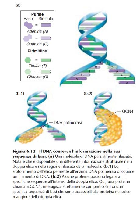 Il DNA conserva l informazione