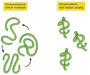 Struttura e funzione La maggior parte delle proteine e delle molecole di RNA si ripiegano in una singola conformazione stabile.